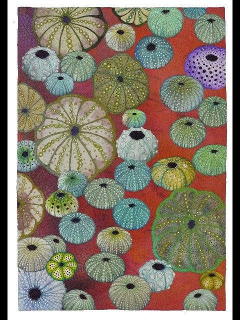 Busby: Urchin  Sptransformer